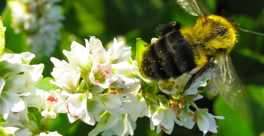 IMG 0620 copy bumble bee on buckwheat NancyLeeAdamson XSA