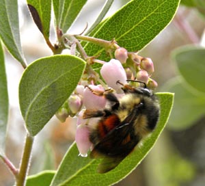 BlackTailBumbleBeesml.jpg